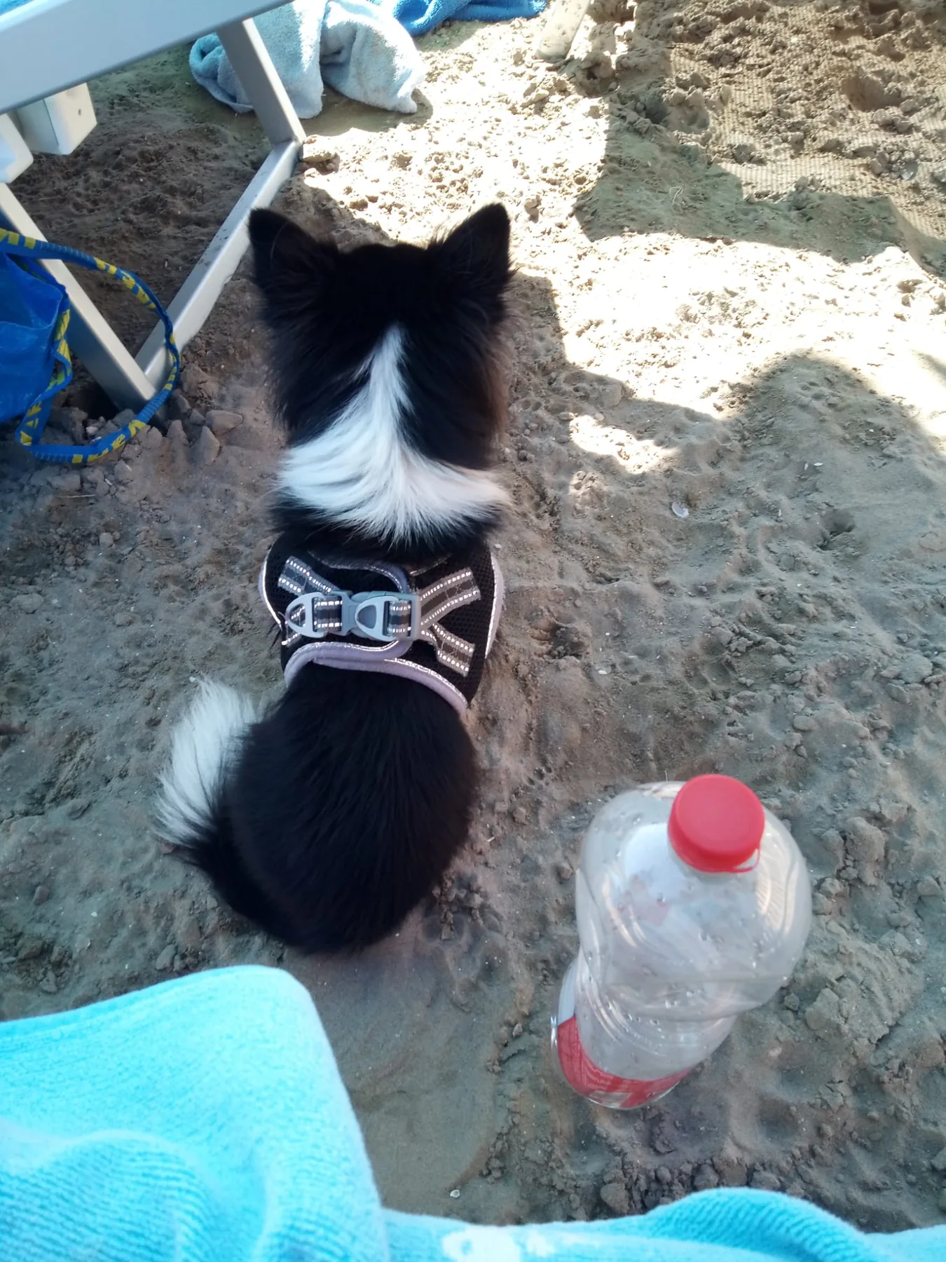 Chihuahua am Lido di Fido in Grado