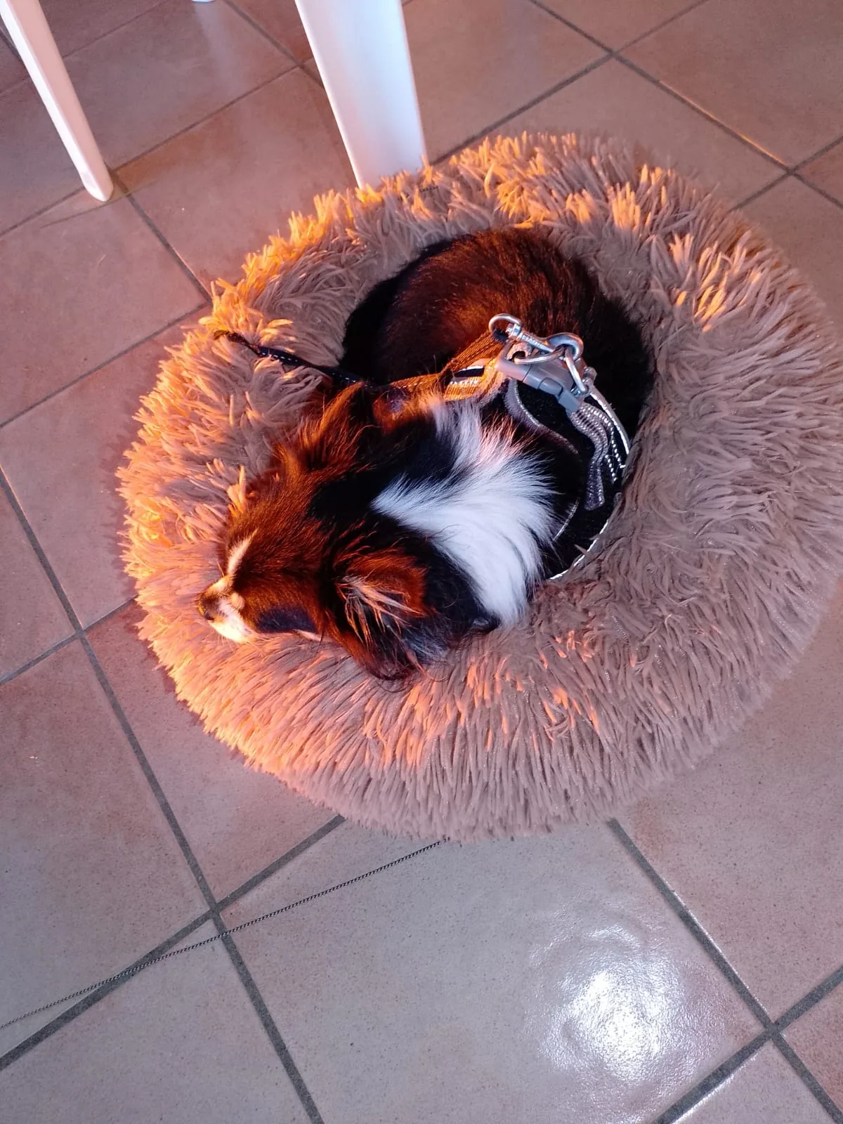 Chihuahua im Körbchen auf der Terrasse des Bungalows