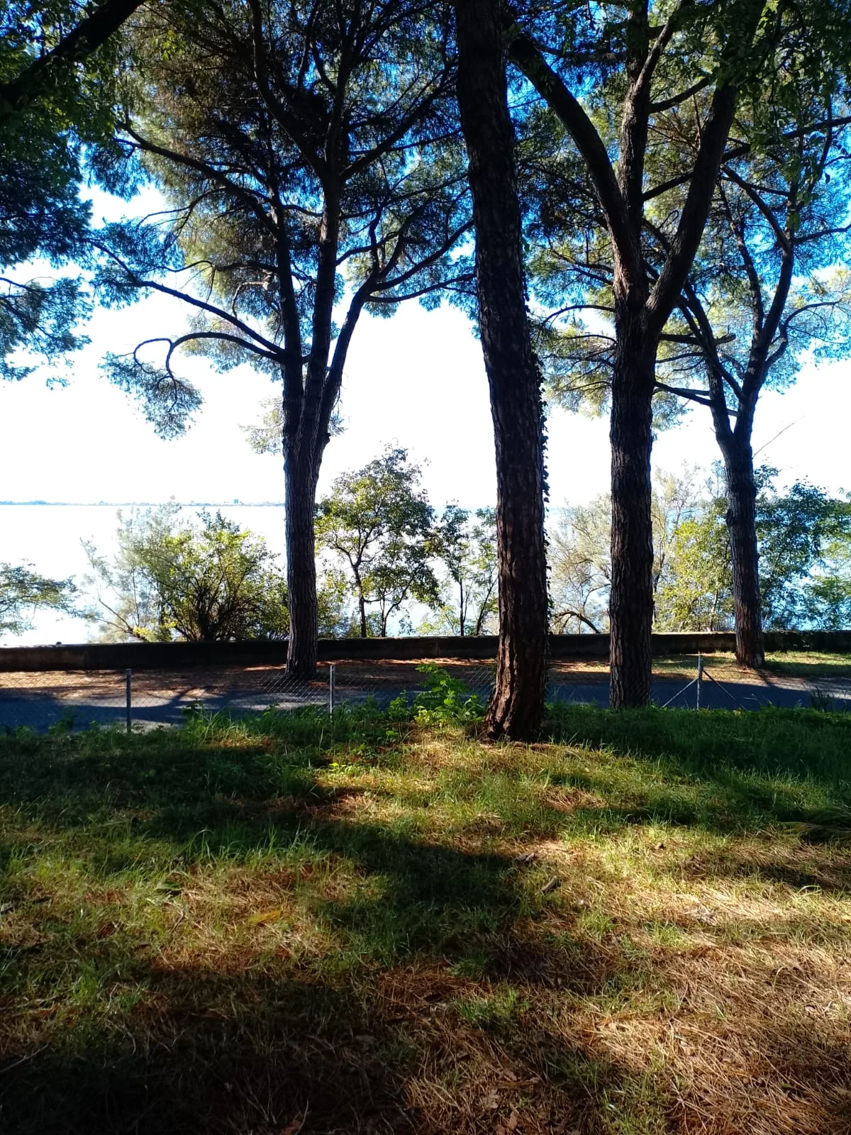 Alte Pinien und Lagunenblick auf dem Camping Belvedere Pineta